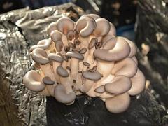 149 MUSEE DU CHAMPIGNON A  SAUMUR 2016 1_000026